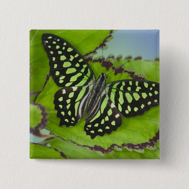 Chapa Cuadrada Mariposa en Verde (Anverso)