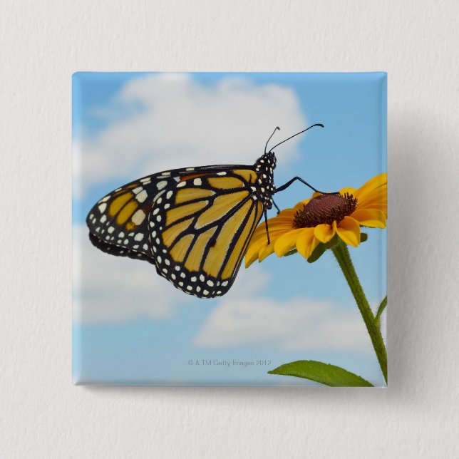 Chapa Cuadrada Mariposa monarca en una Susan de ojos negros (Anverso)