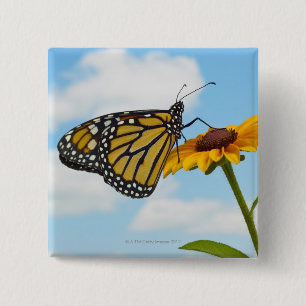 Chapa Cuadrada Mariposa monarca en una Susan de ojos negros