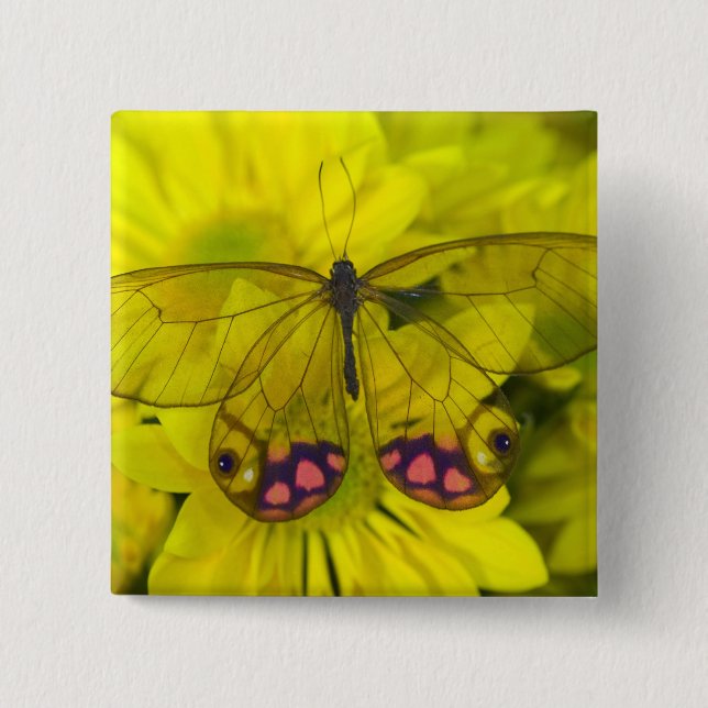 Chapa Cuadrada Mariposa sobre amarillo (Anverso)