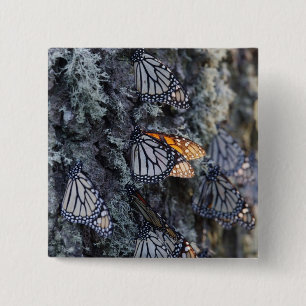 Chapa Cuadrada Mariposas de monarca en el árbol de pino, Sierra