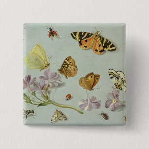 Chapa Cuadrada Mariposas, polillas y otros insectos