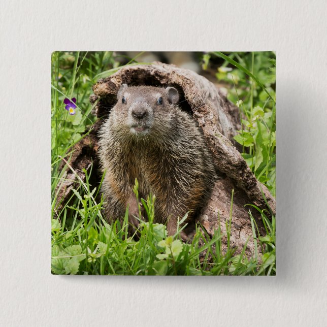 Chapa Cuadrada Marmota en un tronco hueco (Anverso)