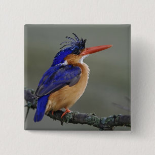 Chapa Cuadrada Martín pescador malakita, Alcedo cristata, Lago