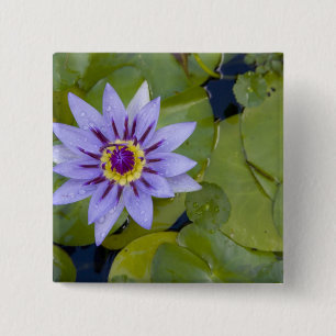 Chapa Cuadrada Martinica, Antillas Francesas, Indias Occidentales