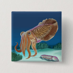 Chapa Cuadrada MassachusettsCuttlefish Scene