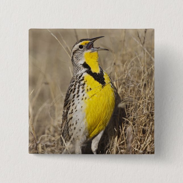 Chapa Cuadrada Meadowlark occidental (Strunella neglecta) (Anverso)