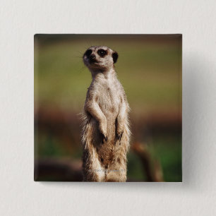 Chapa Cuadrada meerkat delgado-atado