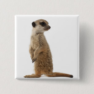 Chapa Cuadrada Meerkat o Suricate - Suricata suricatta