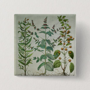 Chapa Cuadrada Menta: Crispa del Mentha