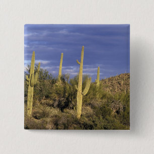 Chapa Cuadrada México, Baja del Norte, Catavina Desierto Nacional