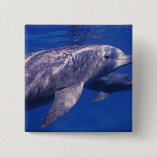 Chapa Cuadrada México, Cozumel. Delfín mular, Tursiops 2