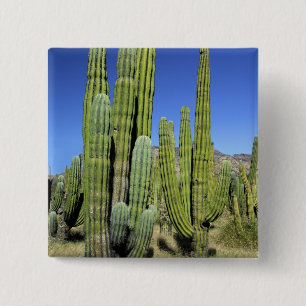 Chapa Cuadrada México, Sonora, San Carlos. Saguaro y Pitahaya