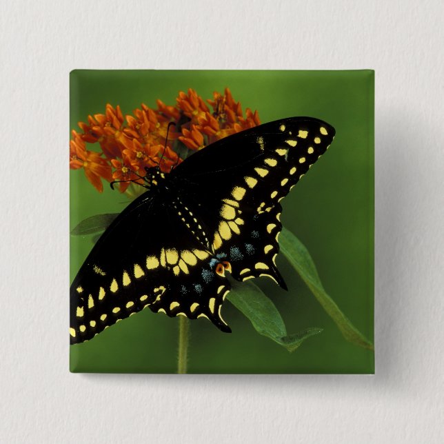 Chapa Cuadrada Míchigan, Rochester. Mariposa negra oriental ameri (Anverso)