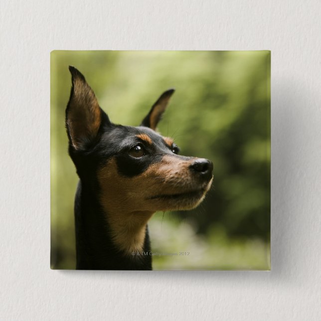 Chapa Cuadrada Miniatura Pinscher (Min-Pin) 2 (Anverso)