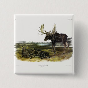Chapa Cuadrada Moose Deer (Moose - Alces alces) de Audubon
