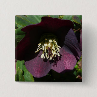 Chapa Cuadrada Morado Rosa de Cuaresma, flor de Pascua