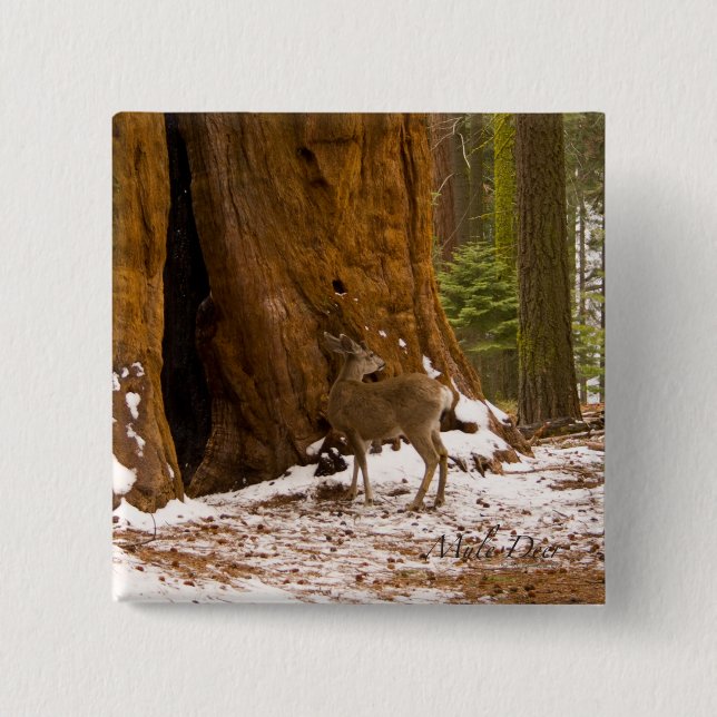 Chapa Cuadrada Mule Deer (Anverso)