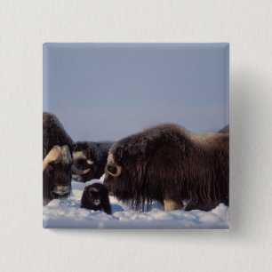 Chapa Cuadrada muskox, Ovibos moschatus, toro y vaca