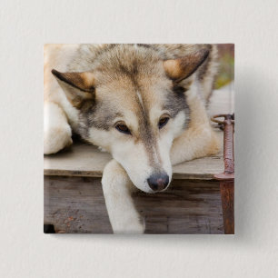 Chapa Cuadrada N.A., EE. UU., Alaska. Perros de trineo Husky