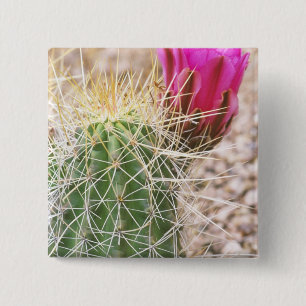 Chapa Cuadrada N.A., EE.UU., AZ, Phoenix, Desert Botanical