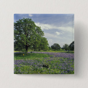 Chapa Cuadrada N.A., EE.UU., Texas, Lago Buchanan, Oaks y Blue