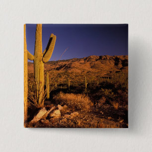 Chapa Cuadrada NA, EE.UU., Arizona, Monumento Nacional Saguaro,