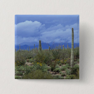Chapa Cuadrada NA, EE. UU., Arizona, Monumento Nacional Saguaro,