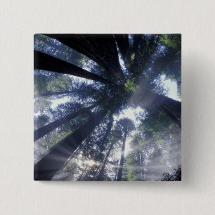 Chapa Cuadrada NA, EE. UU., California, Del Norte Redwoods State