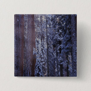 Chapa Cuadrada NA, EE. UU., California. Parque Nacional Sequoia.