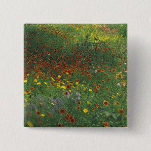 Chapa Cuadrada NA, EE.UU., Texas, al este de Devine, Coreopis y