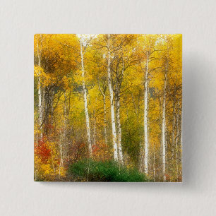 Chapa Cuadrada NA, EE.UU., Washington, Fall Aspen Trebes