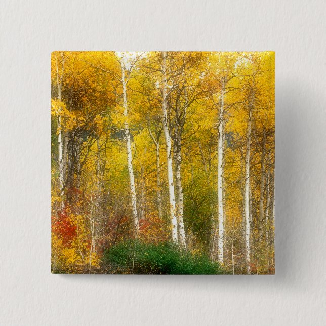 Chapa Cuadrada NA, EE.UU., Washington, Fall Aspen Trebes (Anverso)