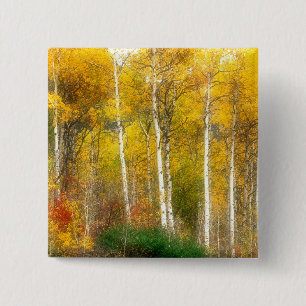 Chapa Cuadrada NA, EE.UU., Washington, Fall Aspen Trebes