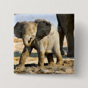 Chapa Cuadrada Namibia, África: cría de elefante africano