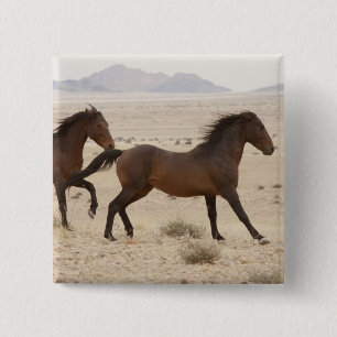 Chapa Cuadrada Namibia, Aus. Caballos salvajes corriendo en el Na