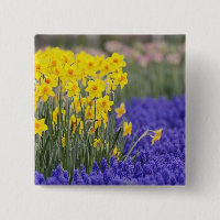 Narcisos y jacintos de uva, Keukenhof 3