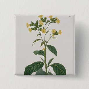 Chapa Cuadrada Nicociana de "Phytographie Medicale" por José R