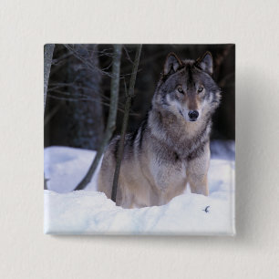 Chapa Cuadrada Norteamérica, Canadá, Canadá Oriental, Lobo gris