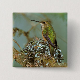 Chapa Cuadrada Norteamérica, EE. UU., Alaska. Colibrí rufo