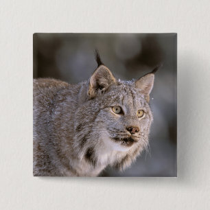 Chapa Cuadrada Norteamérica, EE. UU., Alaska, Haines. Lince (Feli