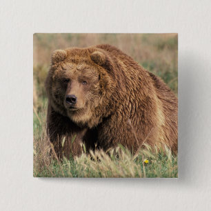 Chapa Cuadrada Norteamérica, EE. UU., Alaska, Isla Kodiak,