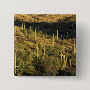 Chapa Cuadrada Norteamérica, EE. UU., Arizona, Desierto de Sonora