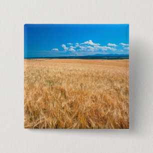 Chapa Cuadrada Norteamérica, EE. UU., Idaho. Campo de cebada en