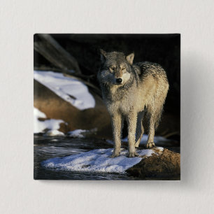 Chapa Cuadrada Norteamérica, EE. UU., Minnesota. Lobo (Canis