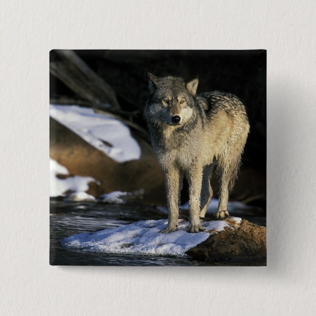 Chapa Cuadrada Norteamérica, EE. UU., Minnesota. Lobo (Canis (Anverso)