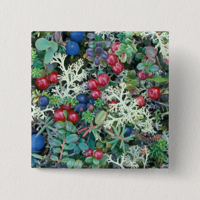 Chapa Cuadrada Norteamérica, Estados Unidos, Alaska, Paisaje, bay (Anverso)