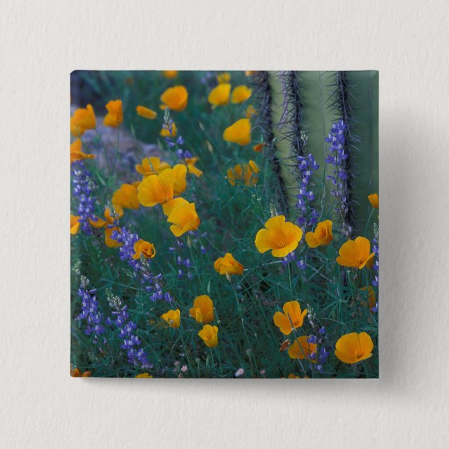 Chapa Cuadrada Norteamérica, Estados Unidos, Arizona, Cactus de t (Anverso)