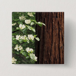 Chapa Cuadrada Norteamérica, Estados Unidos, California, Yosemit