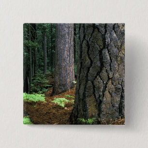 Chapa Cuadrada Norteamérica, Estados Unidos, California, Yosemit